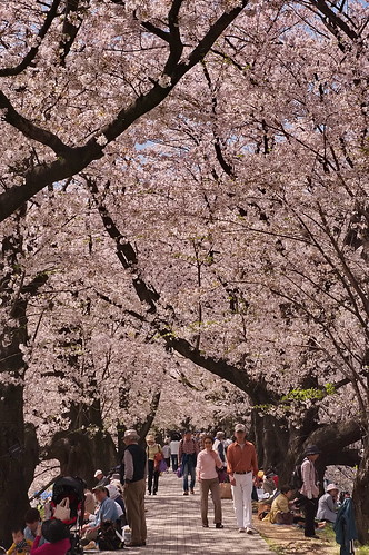 【写真】2013 桜 : 背割堤/2020-03-23/IMGP9671