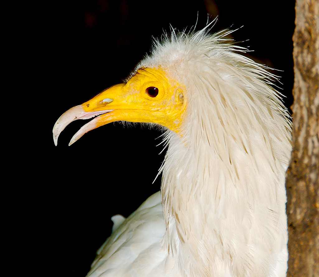 Egyptian Vulture (Neophron percnopterus)_4