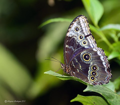 Morpho menelaus -blue morpho butterfly