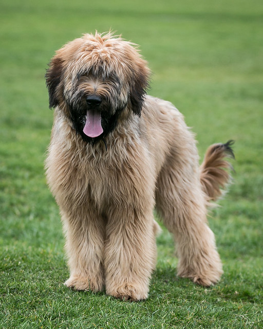 Briard Pictures and Informations - Dog-Breeds.com