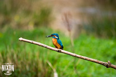 Kingfisher at Clara Vale