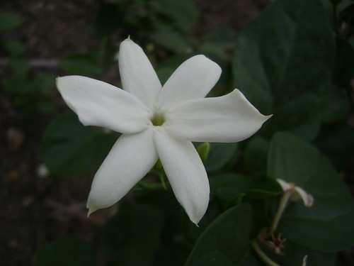 Grasse jasmine