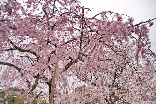 【写真】2013 桜 : 渉成園/2020-04-06/IMGP8913