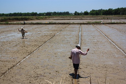 farmers planting rice