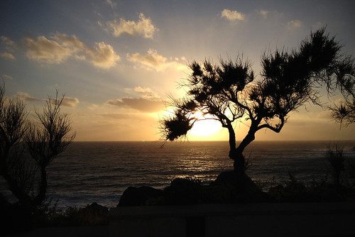 sunset sea tree silhouette silouhette iphone