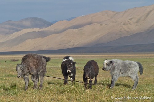 animal landscape young tajikistan centralasia yaks plain pemandangan tadschikistan pamirhighway gornobadakhshan alichur
