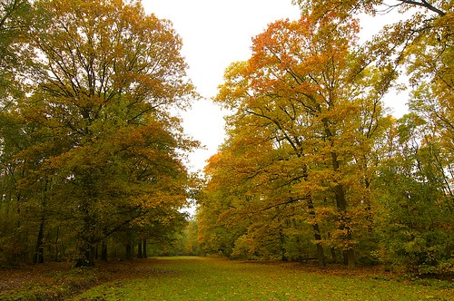 autumn holland netherlands landscape herfst tokina1224 tokina veluwe herfstkleuren landschap gelderland d300 nunspeet jenco