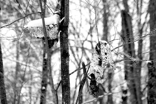 winter tree wisconsin forest blackwhite birch landolakes