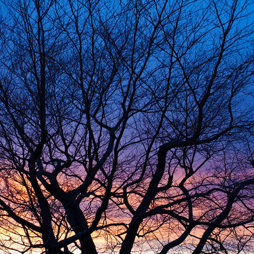 sunset sky tree beautiful 35mm canon pattern scenic project365 365days 40d jørnolavløkken