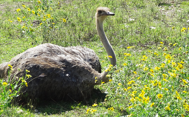 ostrich-in-field