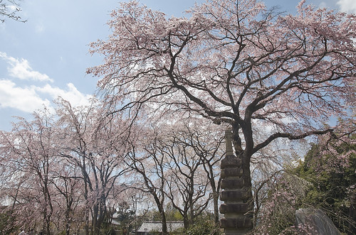 【写真】2014 桜 : 山越周辺/2021-03-24/IMGP5629