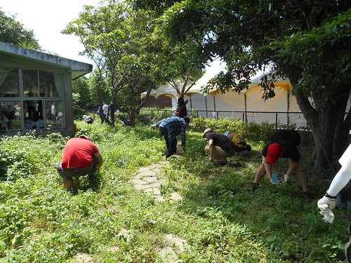 天柏嵐的志工們移除外來種植物，維護綠籬及修整石頭步道。