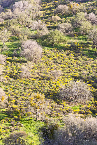 mountains spring hills wildflowers np hillside range califorinia kerncounty temblorrange goldenbush ericamerialinearifolia wyojones narrowleafgoldenbush mvkittrick