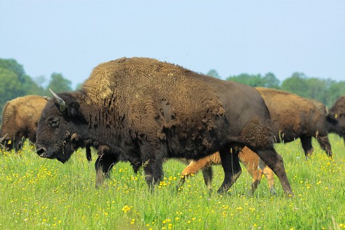 poland polska palace attractions bisons pałac zabytki kurozweki kurozwęki żubry monumenst atrakcjeturystyczne