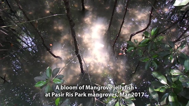 Bloom of Mangrove jellyfish (Acromitus sp.)