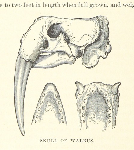 Image taken from page 46 of 'Nimrod in the North, or hunting and fishing adventures in the Arctic regions'