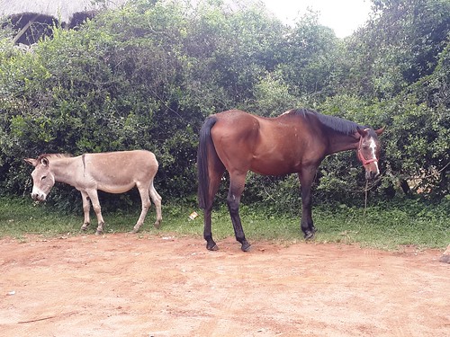 horse kenya donkey orphanage sculptures conservancy kitale animalorphanage animalbestfriends