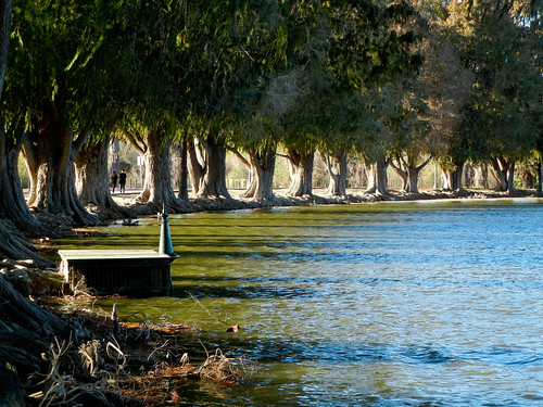 trees lake water palms shadows riverside biking