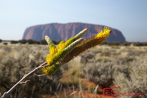 red sun flower yellow rock outback scrub austrlia simonmartin esphotography