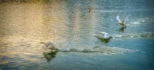 sunset nature water animals swan nikond7000