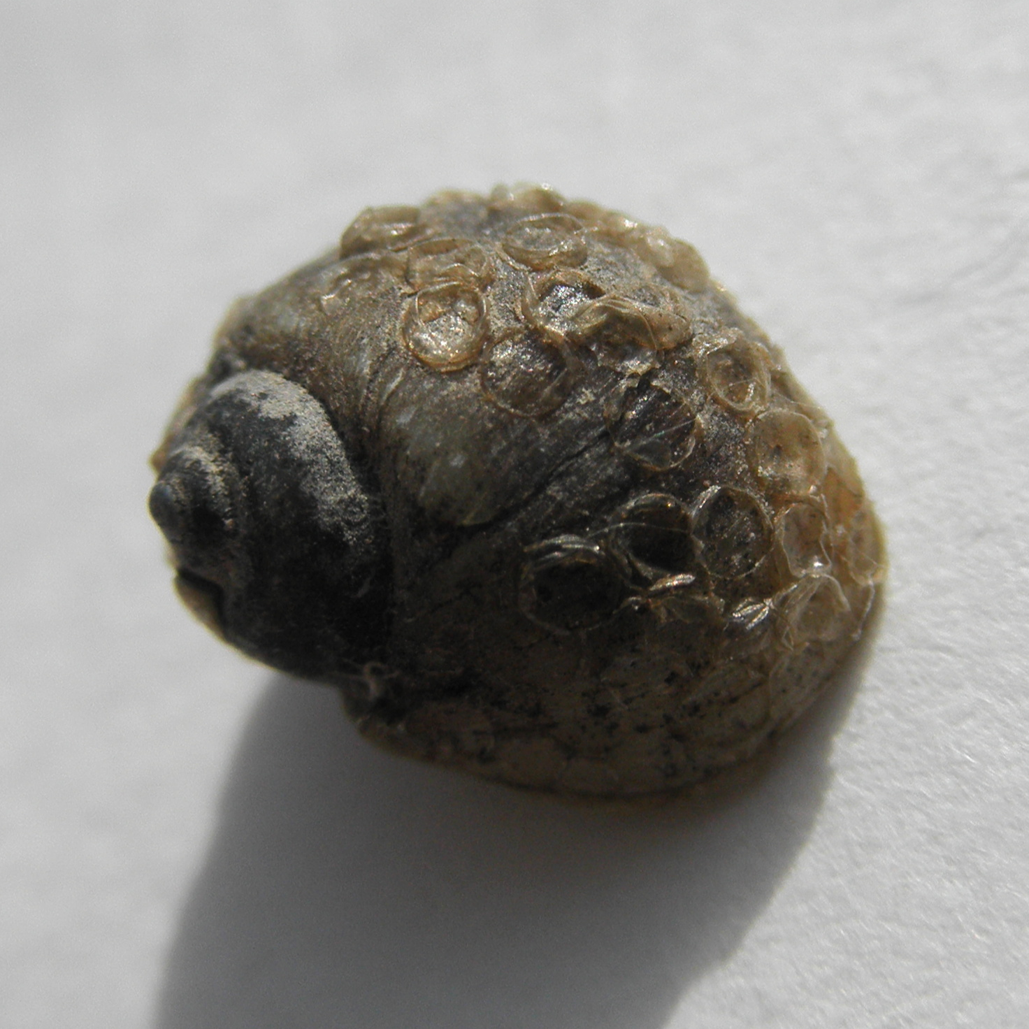 the shell of Lithoglyphus naticoides with egg capsules