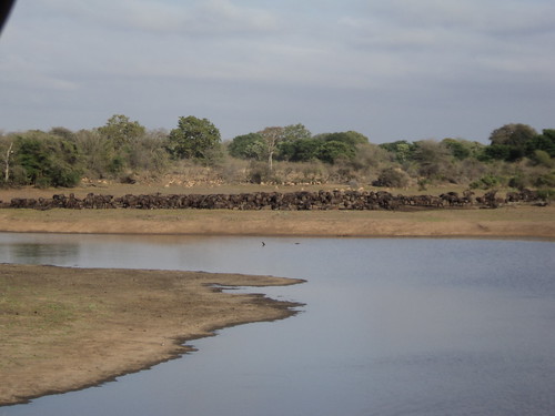 africa wildlife southafrica buffalo krugerpark herdofbuffalo africanbuffalo riverbank river blinkagain south