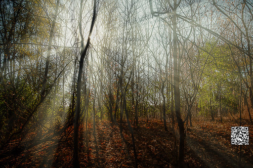 park autumn trees sunlight toronto ontario canada green beam etsetonpark