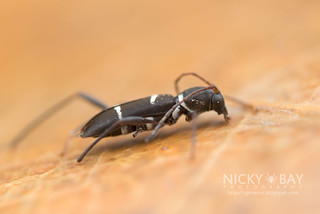 Longhorn Beetle (Amamiclytus sp.) - DSC_1589