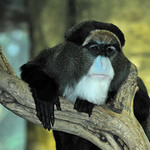 De Brazza's monkey (Cercopithecus neglectus)