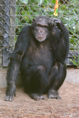 Chimpanzee Posed by a Fence