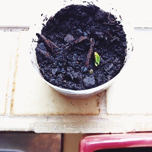 Rule: if you throw enough seeds into little pots on the windowsill something will sprout. Let me introduce you to (drumroll please) kaffir lime! (rahhhhrahhh applause applause) Oh thank you, thank you, you are too much    #losingtheplot #delirious #vsco #