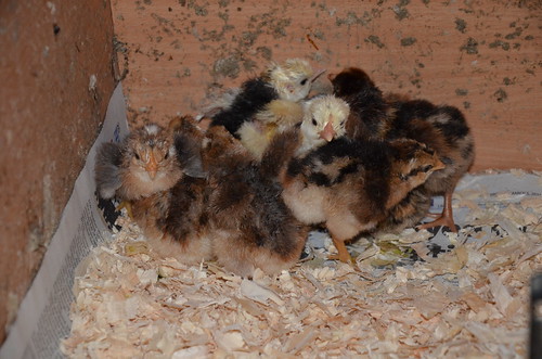 chicks May 14 3