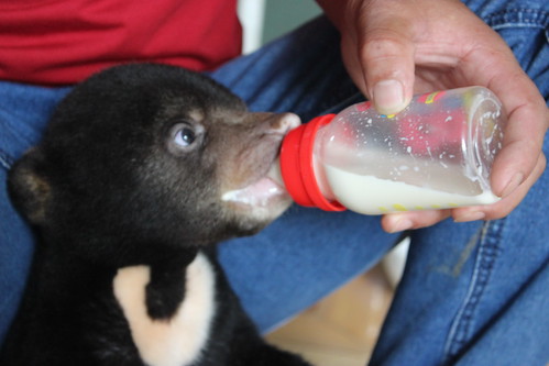 Murphy was fed with milk after being rescued (1)