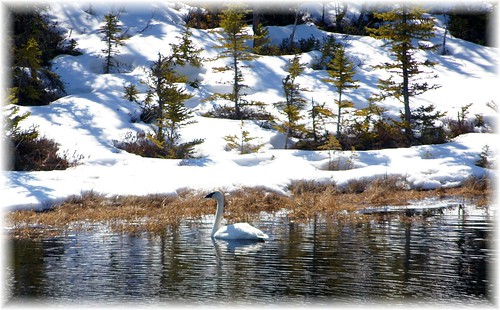 birds alaska landscape landscapes spring swan pond peace peaceful swans ponds memorialday trumpeterswan trumpeterswans lastfrontier alaskawildlife alaskalandscape alaskanscenery jlsphotographyalaska