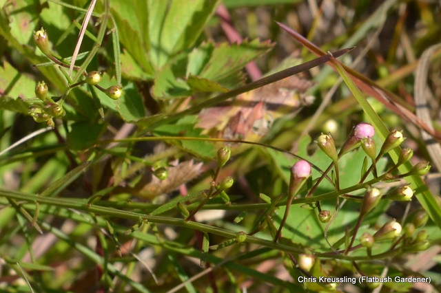 Flower Buds, /Agalinis acuta/, Sandplain Gerardia, Hempstead Plains