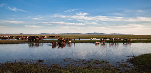 travel sunset horses river landscape crossing adventure mongolia dornod