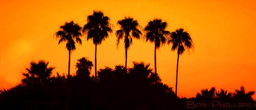 sunrise florida palmtrees pineisland bokeelia