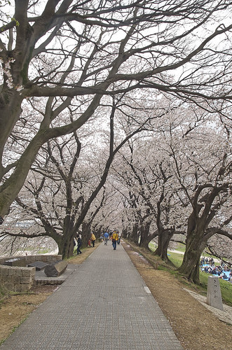 【写真】2014 桜 : 背割堤/2020-12-09/IMGP5764