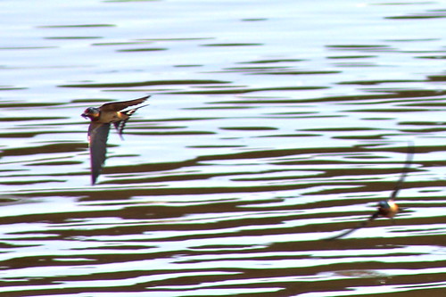bird wildlife maryland easternshore swallow