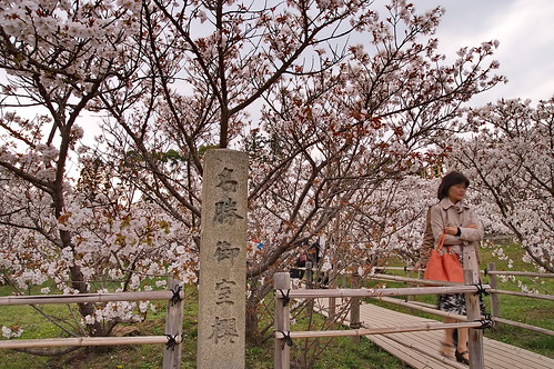 【写真】2013 桜 : 仁和寺/2020-10-17/IMGP0035