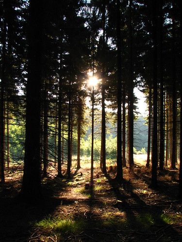 morning forest ramzová