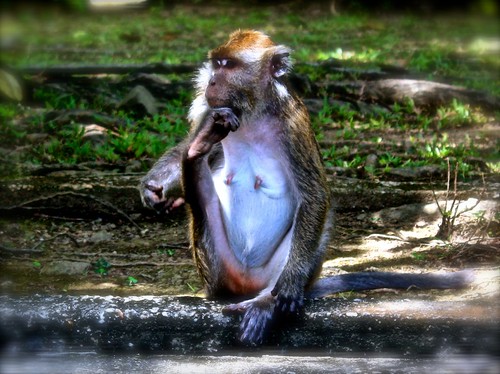 monkey thinker