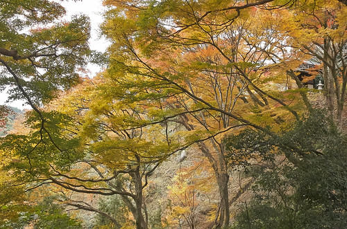【写真】2013 紅葉 : 笠置山もみじ公園/2021-10-24/IMGP3637