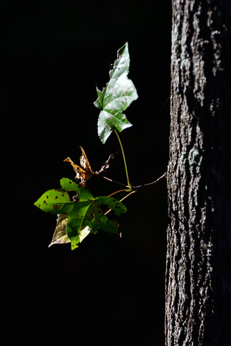 tree fall nature leaf oak bark