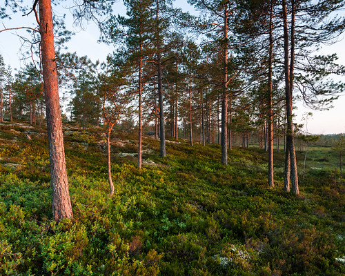 wood trees sunset nature forest finland landscape soft lee nd6 pohjanmaa österbotten ostrobothnia komossa