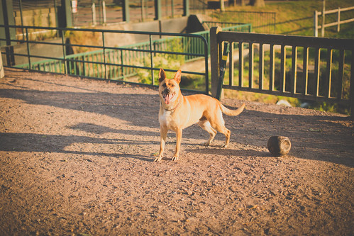 summer urban dog playing slr digital canon ball photography eos eyecontact flickr view image candid perspective picture shutter 365 dslr normandy project365 365days 365project 5dmarkiii youperspective