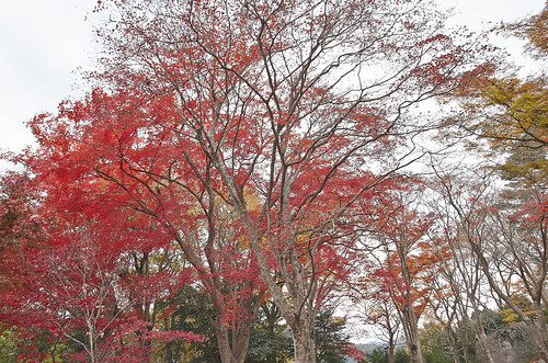 【写真】2013 紅葉 : 笠置山もみじ公園/2021-10-24/IMGP3615
