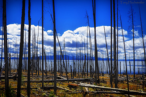 lake forest landscape fire nikon burnt yellowstonenationalpark yellowstone wyoming nikon2870mmf28 d700 tonyhochstetler