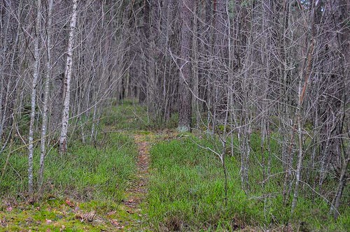 park winter forest tallinn estonia path footpath nõmme
