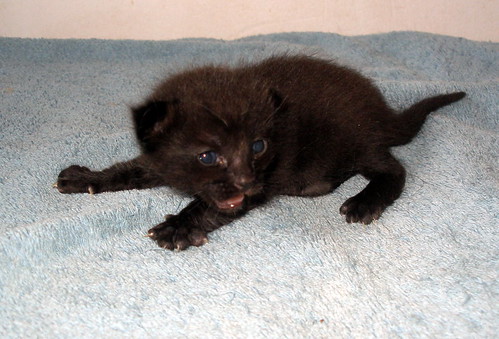 Salem, gatito negro muy guapo nacido en Mayo´14, en adopción. Valencia. ADOPTADO. 14292668286_e2e9738dc7